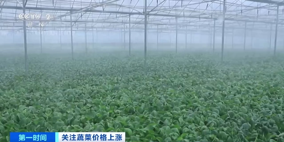 全国多地蔬菜价格持续上扬，黄瓜批发价涨超40%！还会再涨吗？