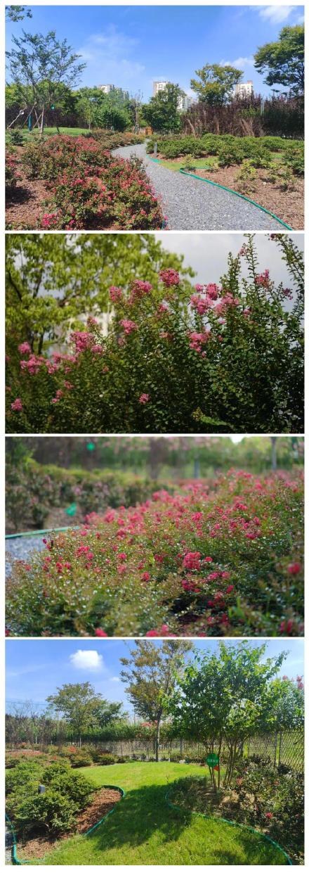 上海首座紫薇园已进入盛花期,一起去打卡吧→ 上海首座紫薇园已进入盛花期,一起去打卡吧→