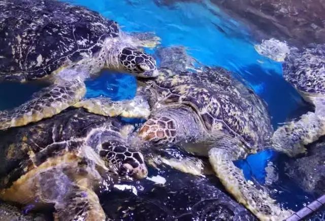 广州一公司拍卖海豚海狮白鲸等26头海洋动物!抵债两千余万元 广州一公司拍卖海豚海狮白鲸等26头海洋动物!抵债两千余万元