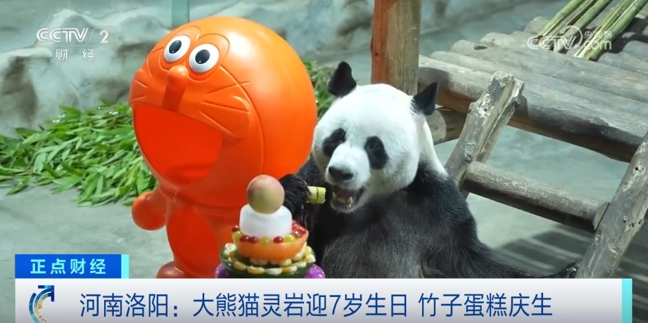 大熊猫“灵岩”迎来7岁生日 庆生场面吸引众多游客