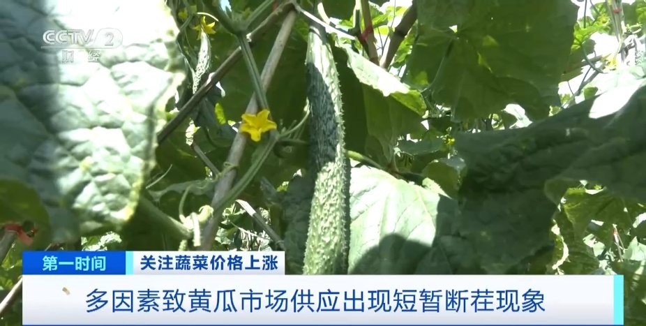 全国多地蔬菜价格持续上扬，黄瓜批发价涨超40%！还会再涨吗？