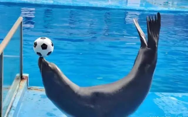 广州一公司拍卖海豚海狮白鲸等26头海洋动物!抵债两千余万元 广州一公司拍卖海豚海狮白鲸等26头海洋动物!抵债两千余万元