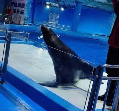 广州一公司拍卖海豚海狮白鲸等26头海洋动物!抵债两千余万元 广州一公司拍卖海豚海狮白鲸等26头海洋动物!抵债两千余万元