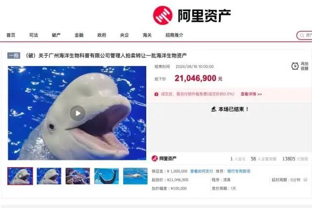 广州一公司拍卖海豚海狮白鲸等26头海洋动物!抵债两千余万元 广州一公司拍卖海豚海狮白鲸等26头海洋动物!抵债两千余万元