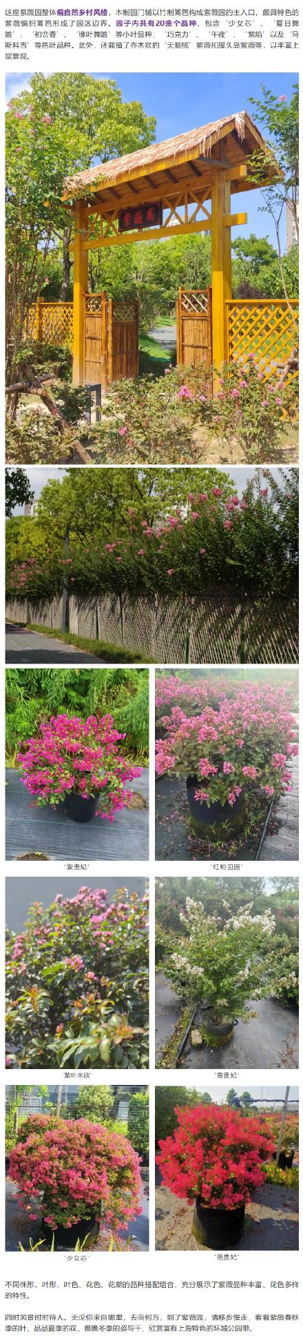 上海首座紫薇园已进入盛花期,一起去打卡吧→ 上海首座紫薇园已进入盛花期,一起去打卡吧→