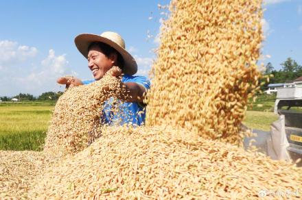 2024中国丰收图景 2024中国丰收图景