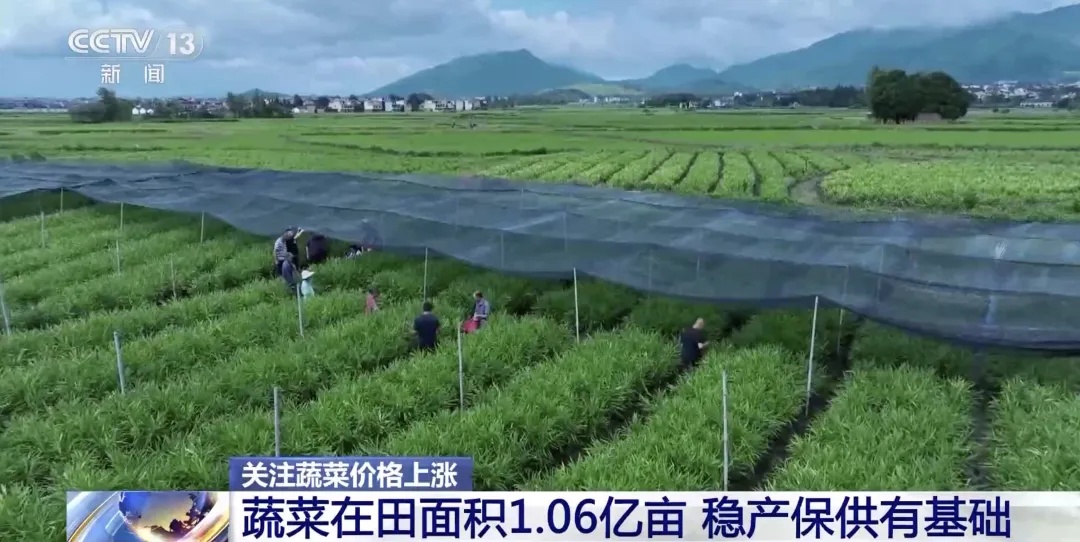 近期菜价大涨，咋回事？