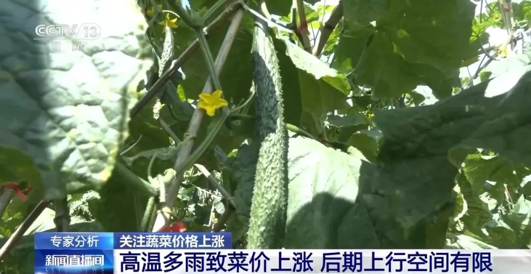 近期菜价大涨，咋回事？