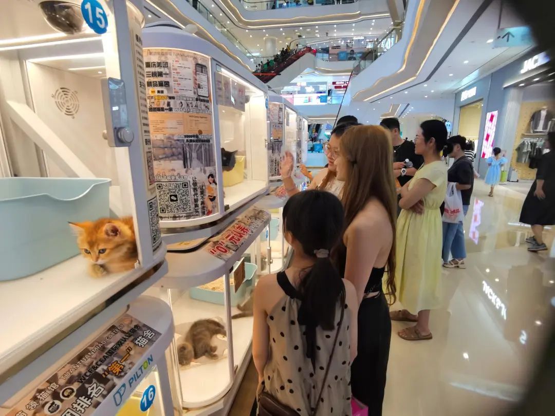 宠物“免费领养”投诉多！消委会提醒→