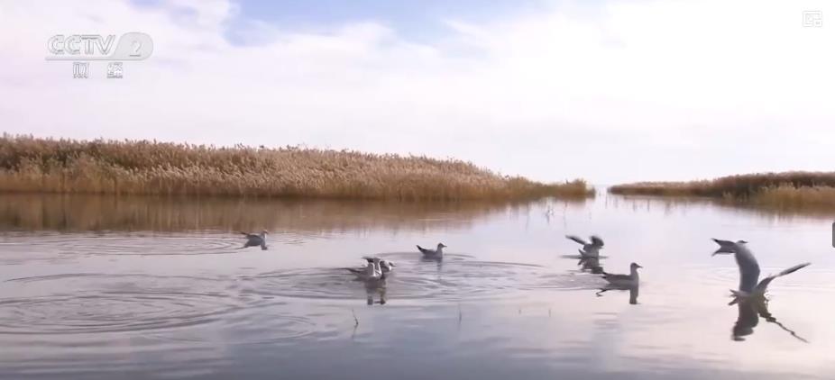 我国第二大内陆河黑河东居延海实现连续20年不干涸