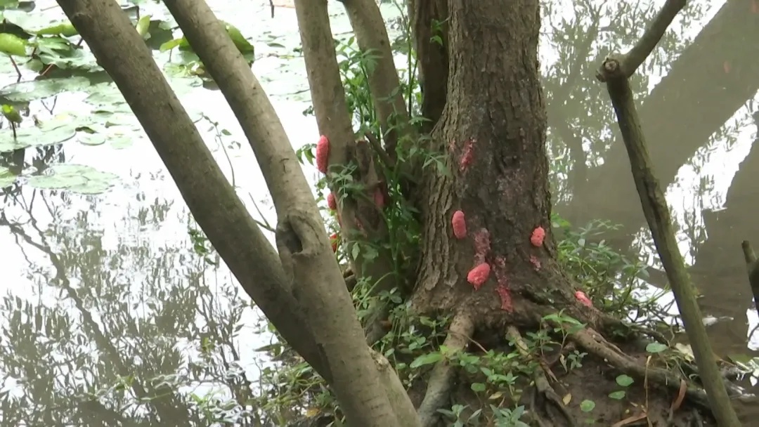 “嘎嘎嘎,立大功!” “嘎嘎嘎,立大功!”