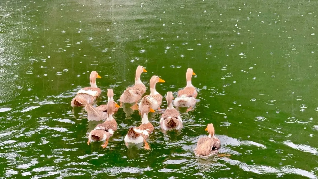 “嘎嘎嘎,立大功!” “嘎嘎嘎,立大功!”