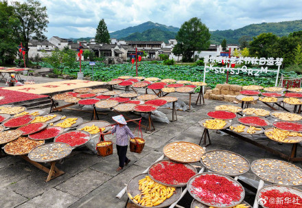 2024中国丰收图景 2024中国丰收图景