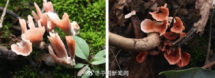 安徽大学校园内发现全球新物种