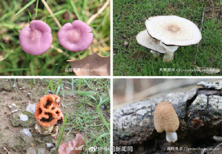 安徽大学校园内发现全球新物种