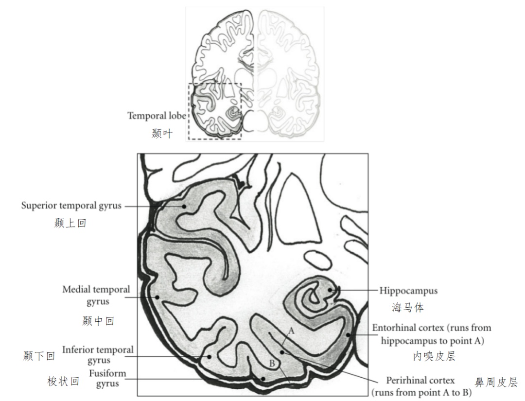 Nature 发文证实:做梦真的可以预测未来? Nature 发文证实:做梦真的可以预测未来?