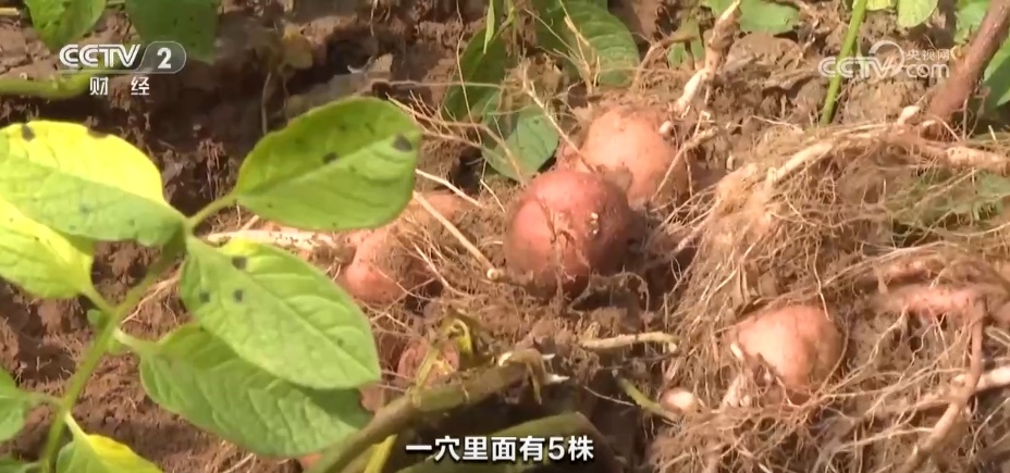 多地“硕果累累”绘就和美乡村好“丰”景 端牢“中国饭碗”底气足 多地“硕果累累”绘就和美乡村好“丰”景 端牢“中国饭碗”底气足