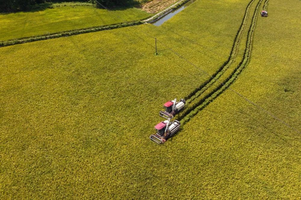 今日处暑 | 袅袅秋风起 &nbsp;“丰”景入画来