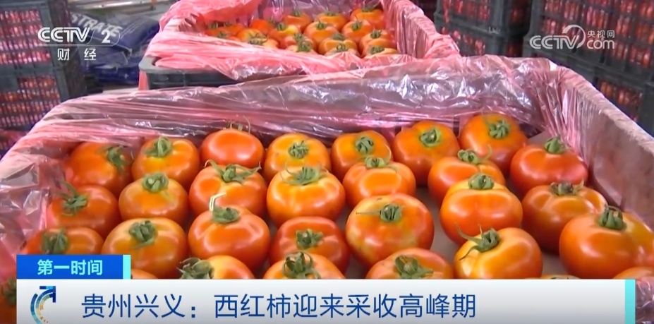 多地“硕果累累”绘就和美乡村好“丰”景 端牢“中国饭碗”底气足 多地“硕果累累”绘就和美乡村好“丰”景 端牢“中国饭碗”底气足