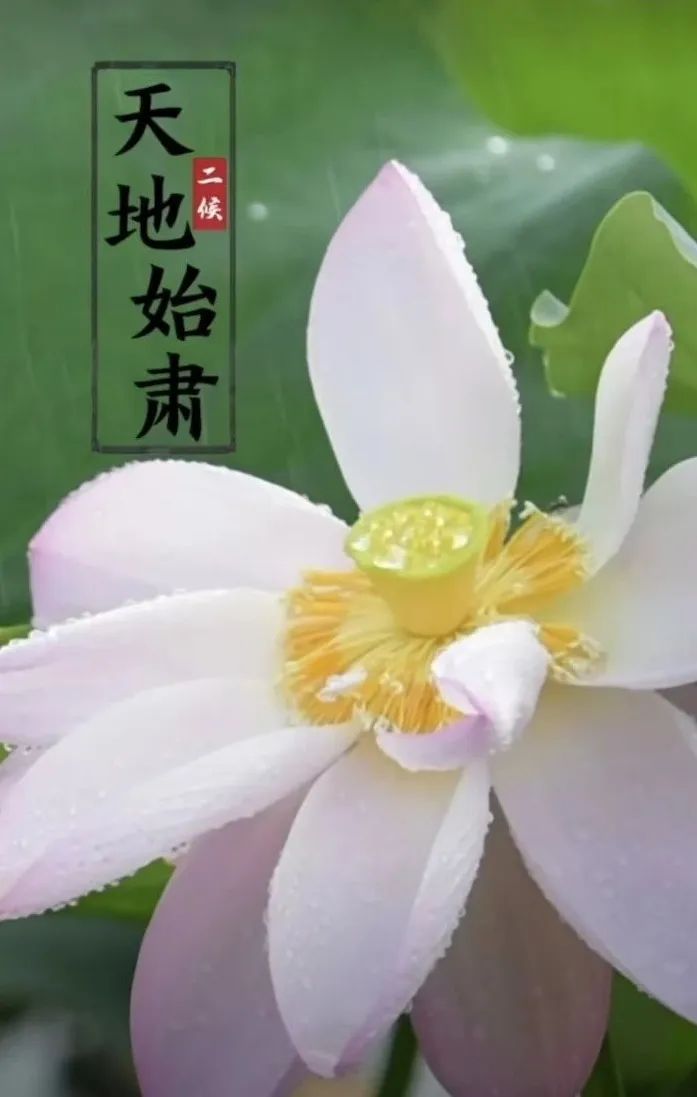 今日处暑 | 清风解暑意，万物入清秋