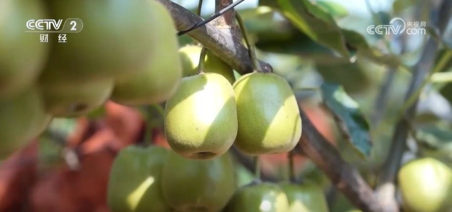 多地“硕果累累”绘就和美乡村好“丰”景 端牢“中国饭碗”底气足 多地“硕果累累”绘就和美乡村好“丰”景 端牢“中国饭碗”底气足