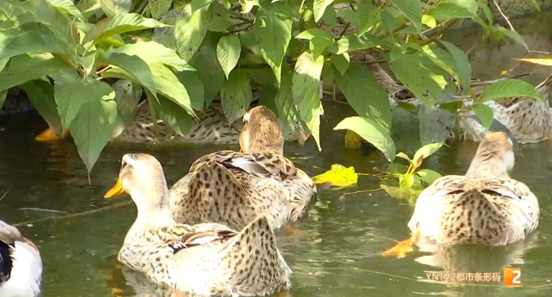 福寿螺天敌找到了?这次“鸭鸭队”立大功! 福寿螺天敌找到了?这次“鸭鸭队”立大功!