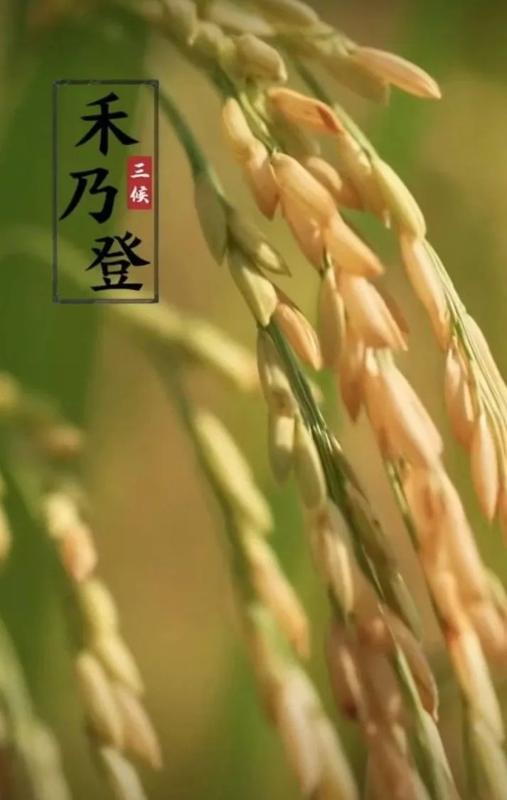 今日处暑 | 清风解暑意，万物入清秋