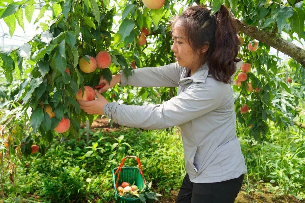 今日处暑 | 袅袅秋风起 &nbsp;“丰”景入画来