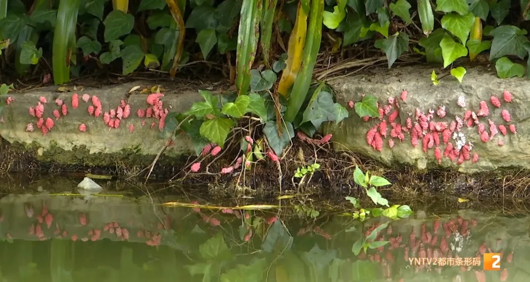 福寿螺天敌找到了?这次“鸭鸭队”立大功! 福寿螺天敌找到了?这次“鸭鸭队”立大功!