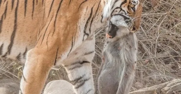 打不过游戏BOSS买“外挂”，游戏修改器靠谱吗？