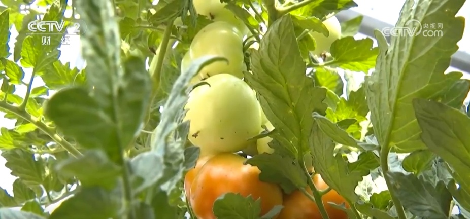多地“硕果累累”绘就和美乡村好“丰”景 端牢“中国饭碗”底气足 多地“硕果累累”绘就和美乡村好“丰”景 端牢“中国饭碗”底气足