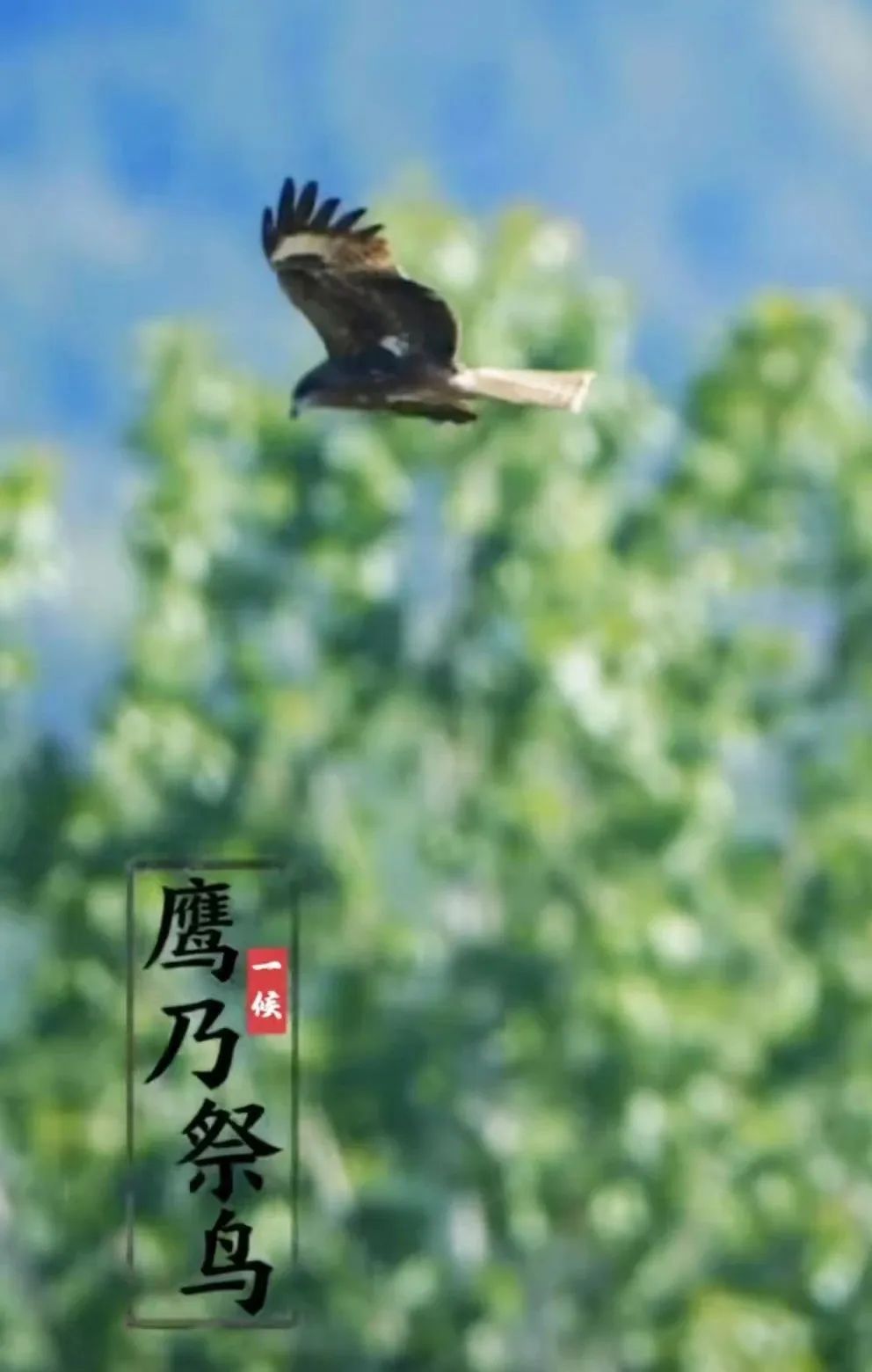 今日处暑 | 清风解暑意，万物入清秋