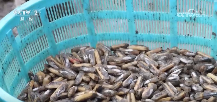 多地“硕果累累”绘就和美乡村好“丰”景 端牢“中国饭碗”底气足 多地“硕果累累”绘就和美乡村好“丰”景 端牢“中国饭碗”底气足