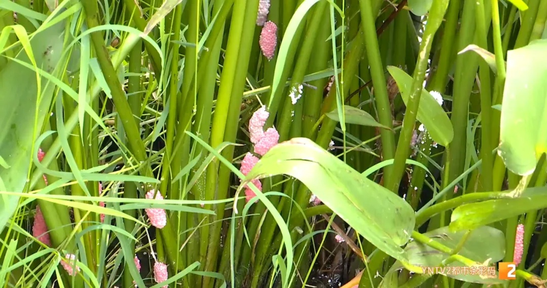 福寿螺天敌找到了?这次“鸭鸭队”立大功! 福寿螺天敌找到了?这次“鸭鸭队”立大功!