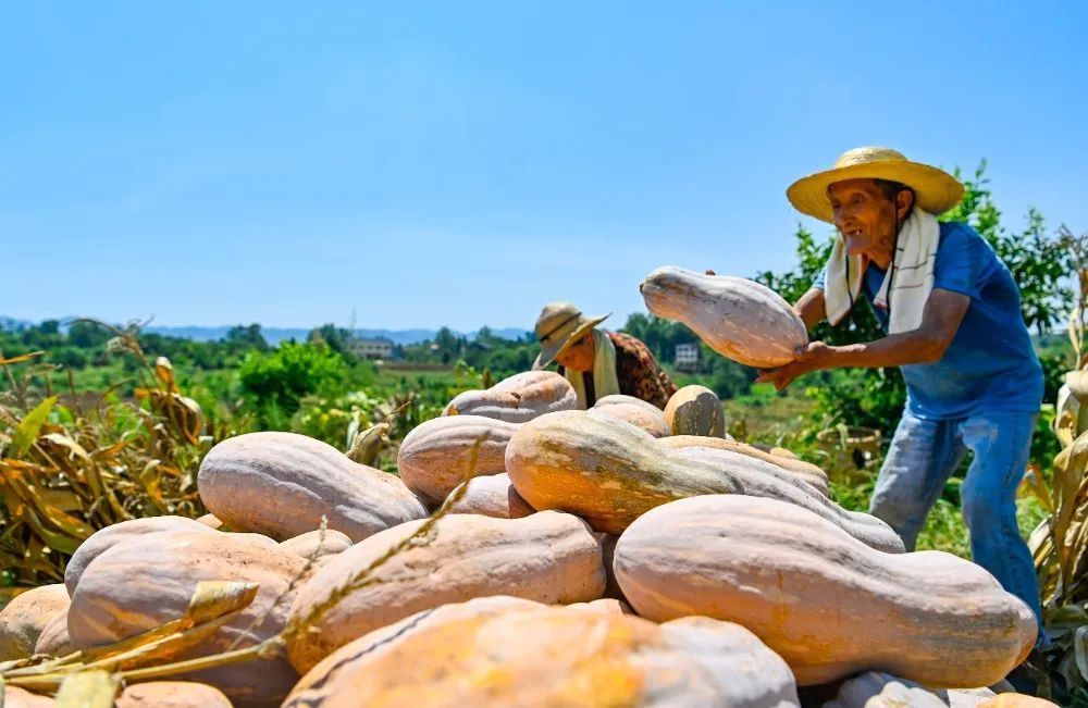 今日处暑 | 袅袅秋风起 &nbsp;“丰”景入画来