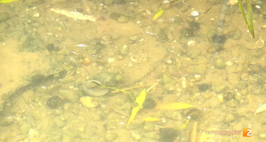 福寿螺天敌找到了?这次“鸭鸭队”立大功! 福寿螺天敌找到了?这次“鸭鸭队”立大功!