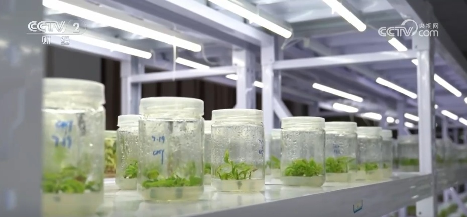 多地“硕果累累”绘就和美乡村好“丰”景 端牢“中国饭碗”底气足 多地“硕果累累”绘就和美乡村好“丰”景 端牢“中国饭碗”底气足