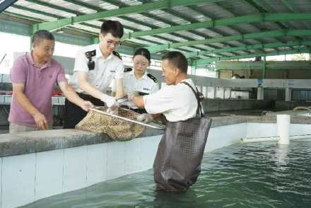 广东台山鳗鱼畅销日韩供不应求 广东台山鳗鱼畅销日韩供不应求