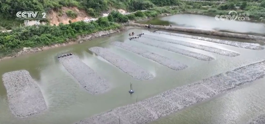 多地“硕果累累”绘就和美乡村好“丰”景 端牢“中国饭碗”底气足 多地“硕果累累”绘就和美乡村好“丰”景 端牢“中国饭碗”底气足