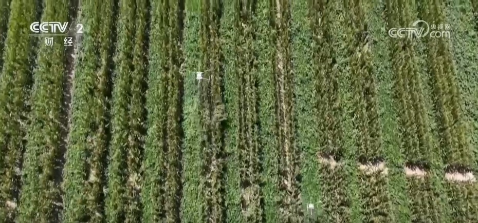 多地“硕果累累”绘就和美乡村好“丰”景 端牢“中国饭碗”底气足 多地“硕果累累”绘就和美乡村好“丰”景 端牢“中国饭碗”底气足