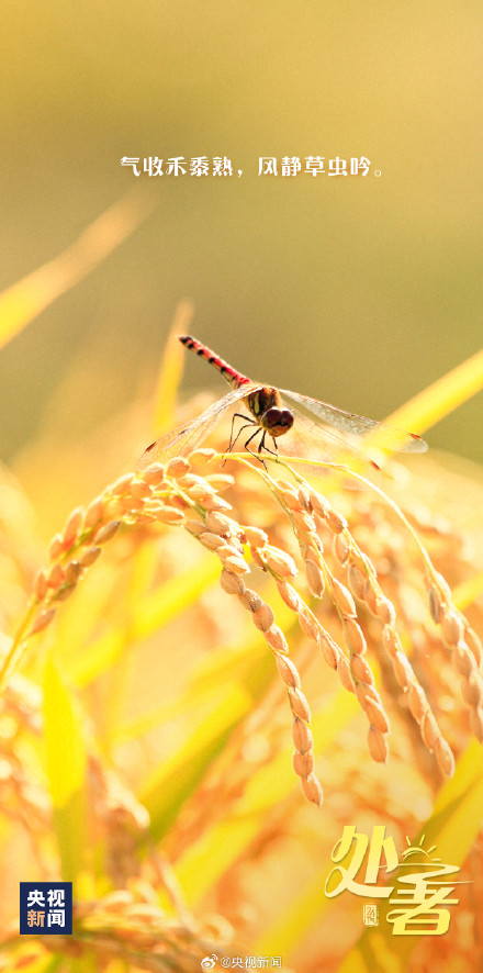 今日22时55分处暑 你感受到秋意了吗？