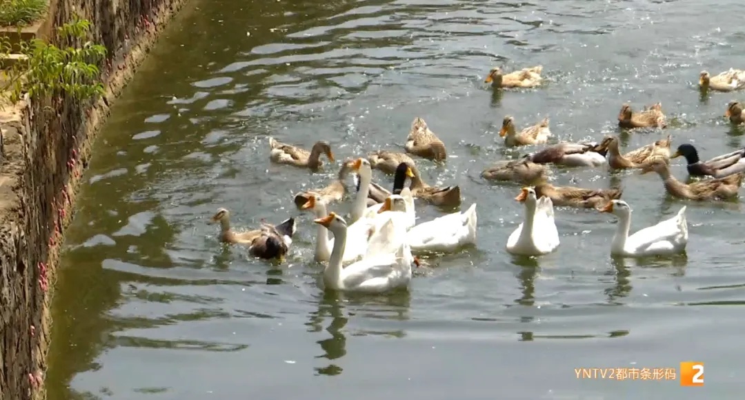 福寿螺天敌找到了?这次“鸭鸭队”立大功! 福寿螺天敌找到了?这次“鸭鸭队”立大功!