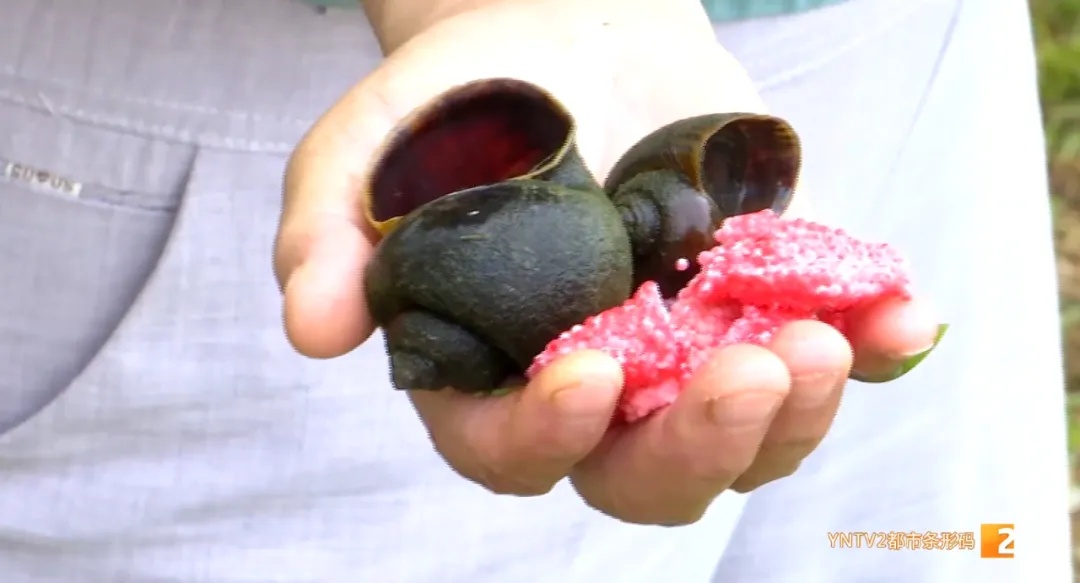 福寿螺天敌找到了?这次“鸭鸭队”立大功! 福寿螺天敌找到了?这次“鸭鸭队”立大功!