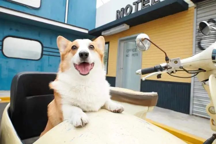 时薪500元,最多时一个月赚了3万,不少人当上了“啃狗族”! 时薪500元,最多时一个月赚了3万,不少人当上了“啃狗族”!