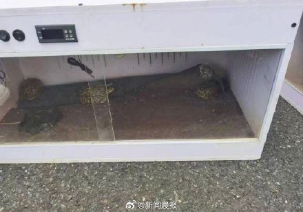 90后夫妻离婚因18万宠物龟归属起争执