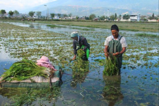 高质量发展调研行|大理洱源,守护洱海之源 高质量发展调研行|大理洱源,守护洱海之源
