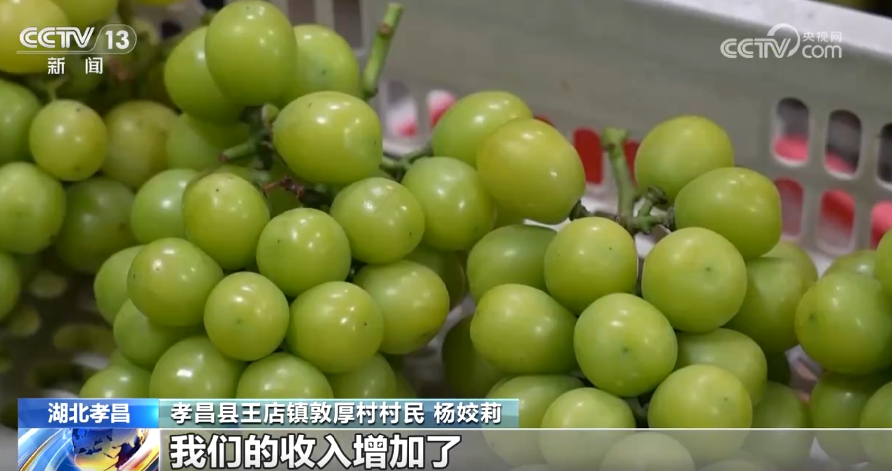 “小”葡萄蹚出致富新路子 酿酒、采摘、观光旅游绘就幸福“画卷”