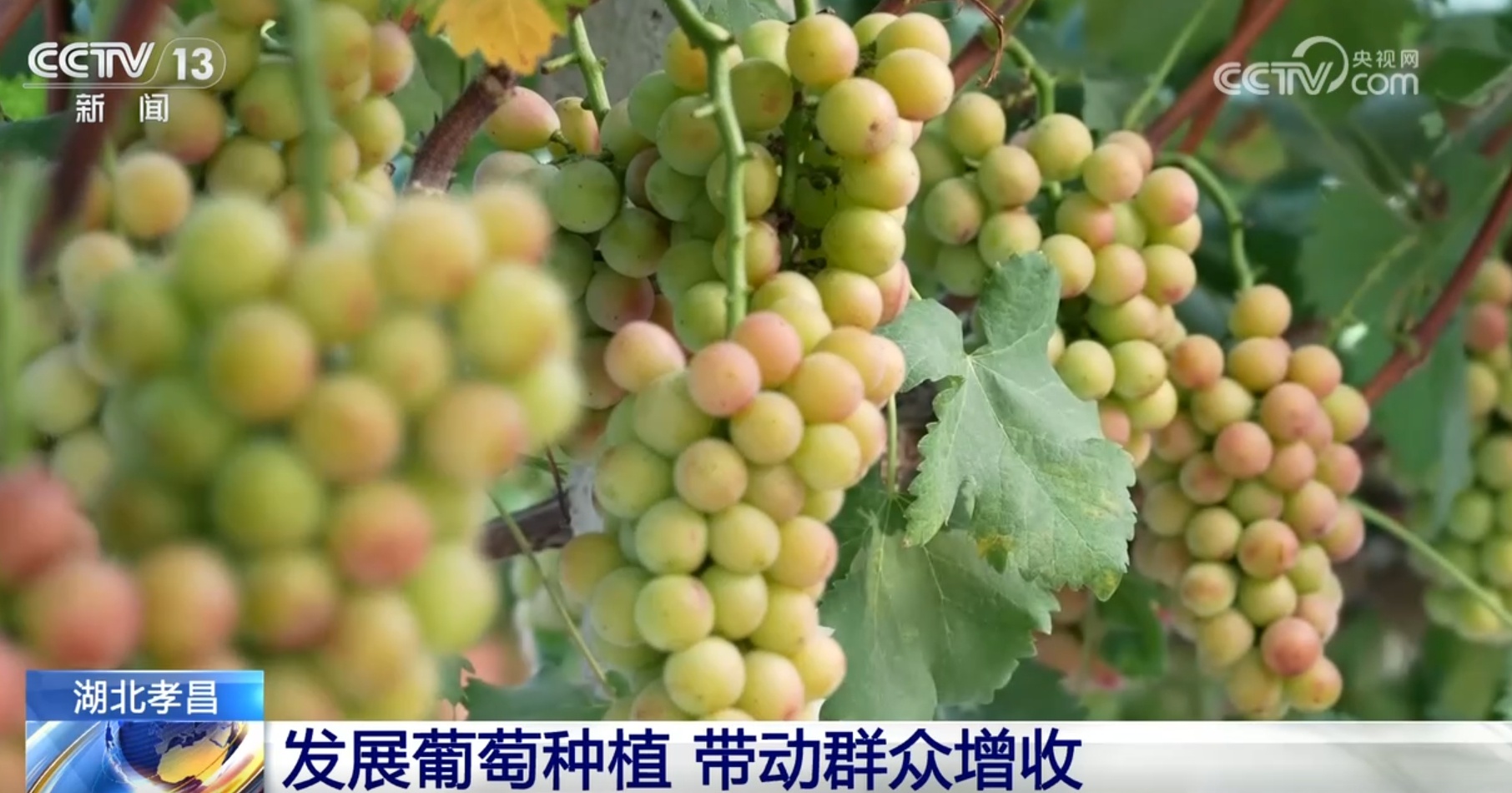 “小”葡萄蹚出致富新路子 酿酒、采摘、观光旅游绘就幸福“画卷”