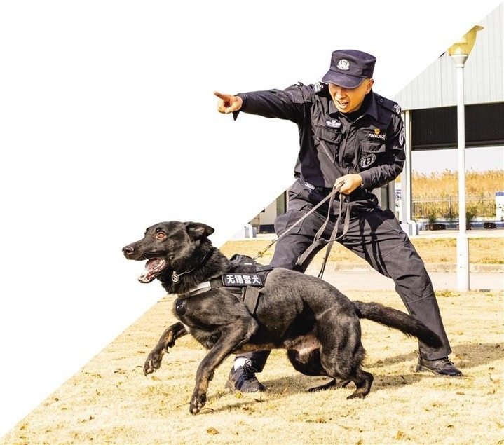 无锡"汪汪队"藏龙卧虎 4只警犬被公安部授勋 全省团体考核名列前茅 无锡"汪汪队"藏龙卧虎 4只警犬被公安部授勋 全省团体考核名列前茅