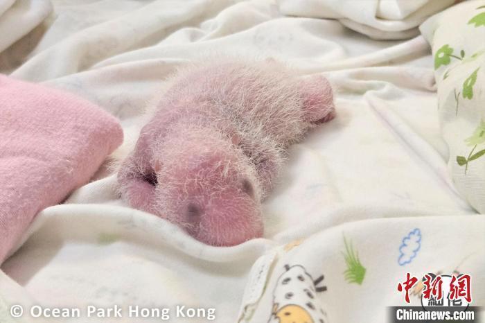 香港大熊猫龙凤胎宝宝度过关键“收水期” 隐约可见“黑眼圈” 香港大熊猫龙凤胎宝宝度过关键“收水期” 隐约可见“黑眼圈”